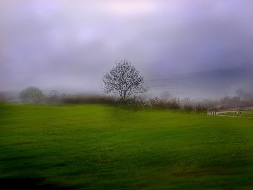 nebulosas y arbol