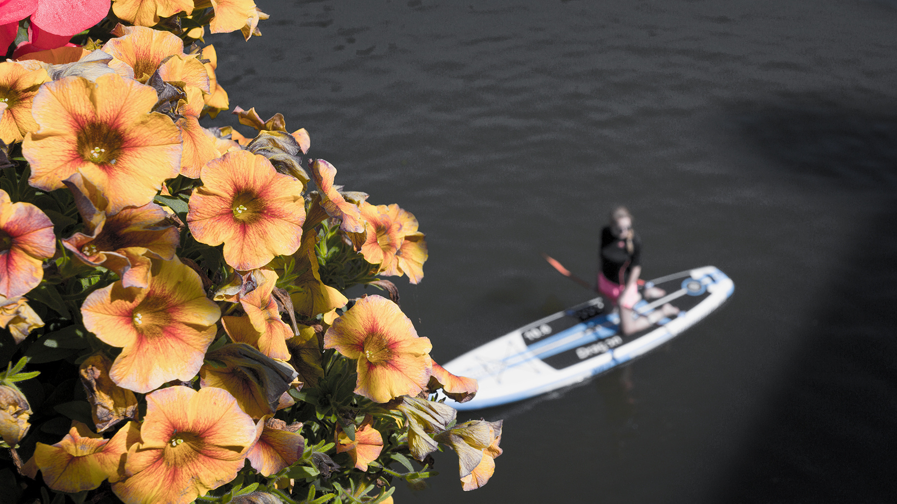 Neckar Blumen