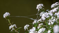 Neckar Brücke Blume