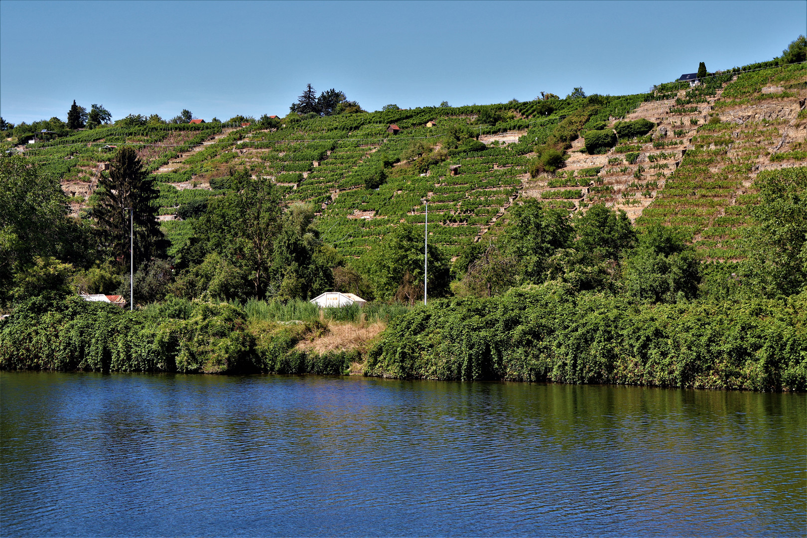 Neckar Sommer , entlang an den Weinbergen 