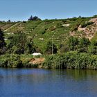 Neckar Sommer , entlang an den Weinbergen 