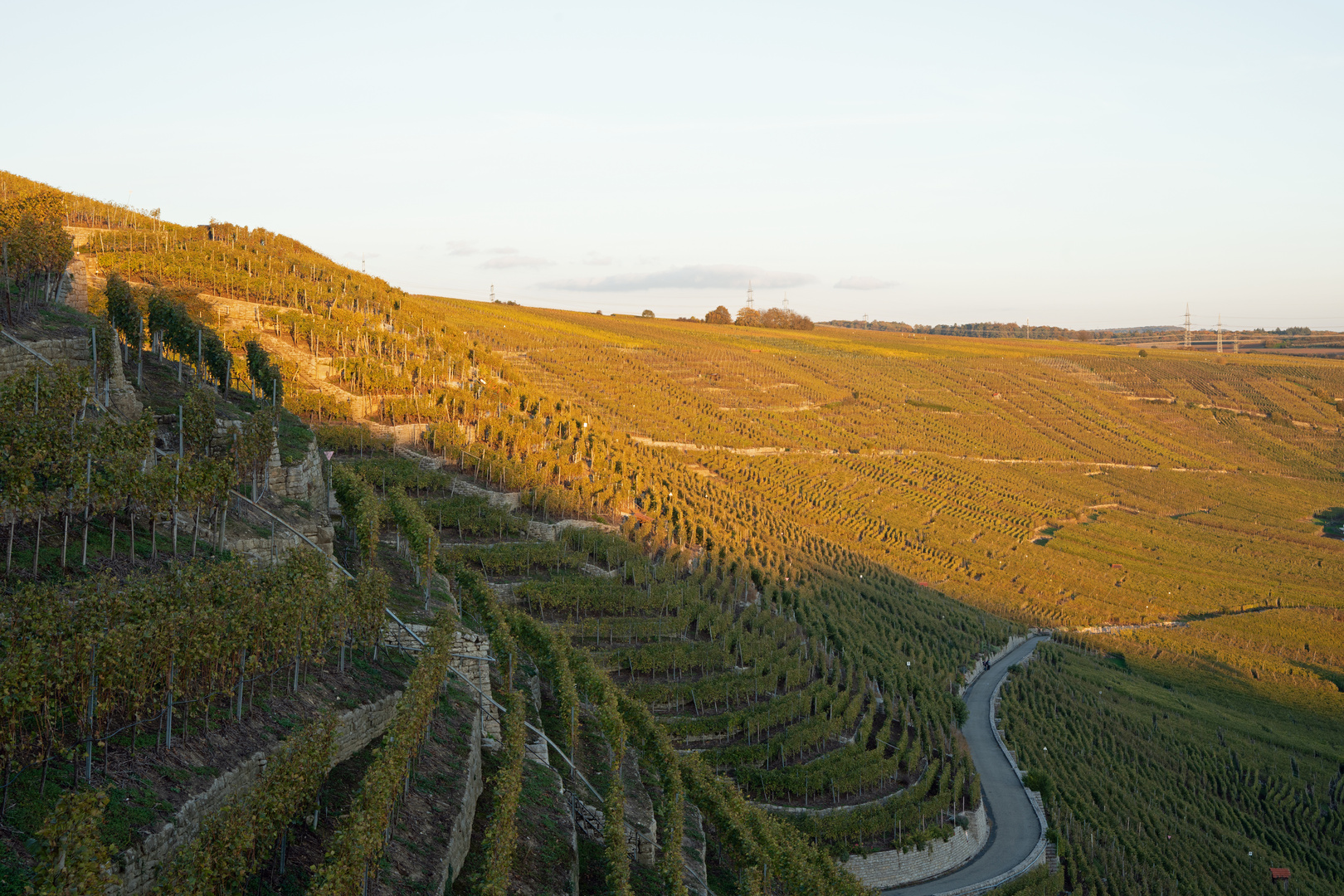 Neckar / Weinberg bei Mundelsheim der Käsberg