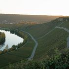 Neckar / Weinberg bei Mundelsheim der Käsberg