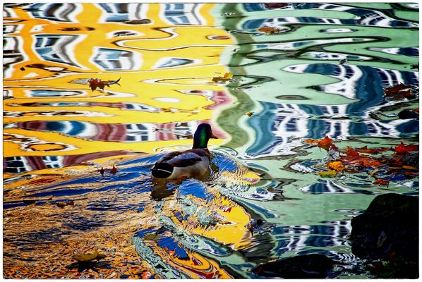 „ Neckarfront mit Ente “