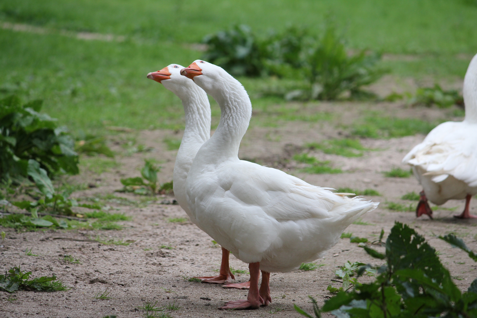 Neckargänse