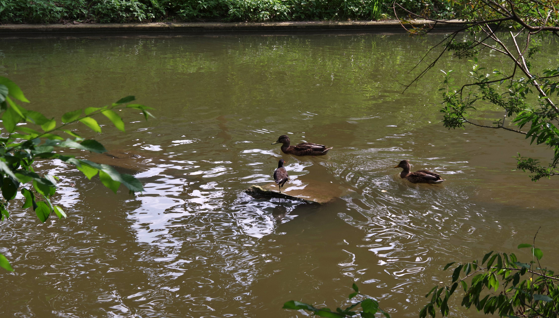 ..Neckarkanal im Merkelpark