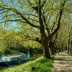 Neckarpromenade im Frühling