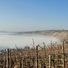 Neckarschleife im Nebel