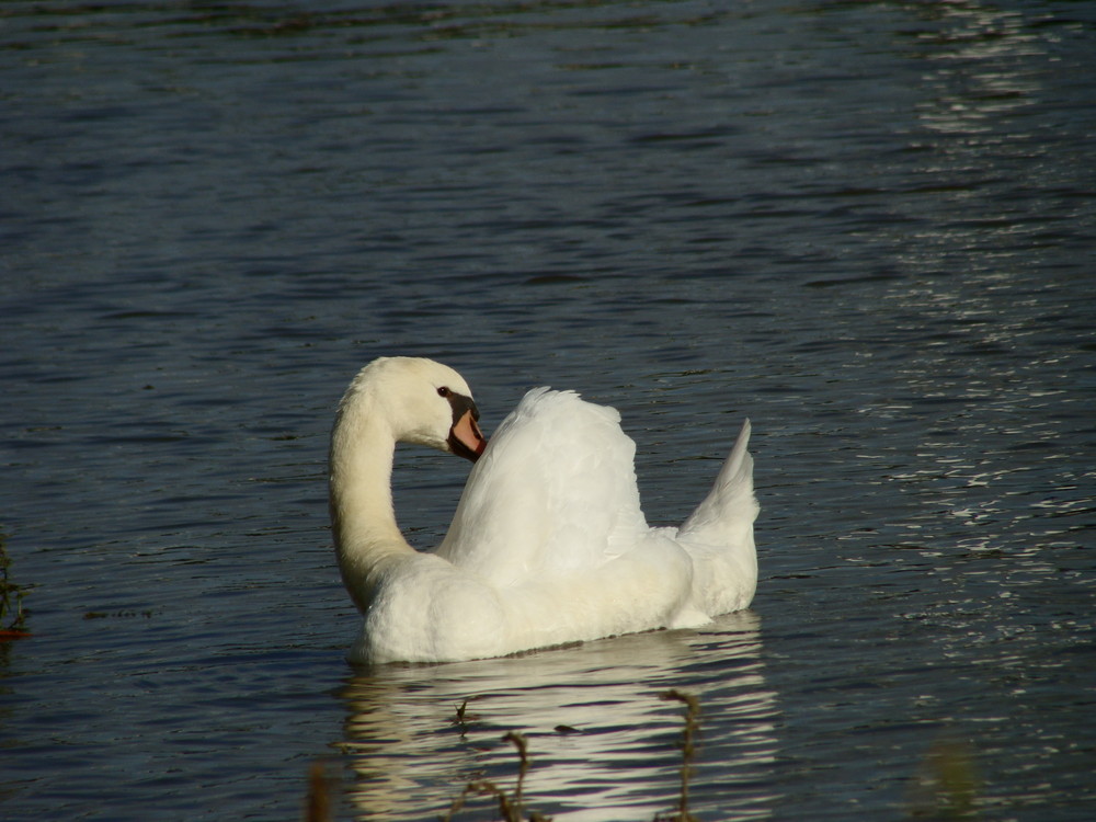 Neckarschwan