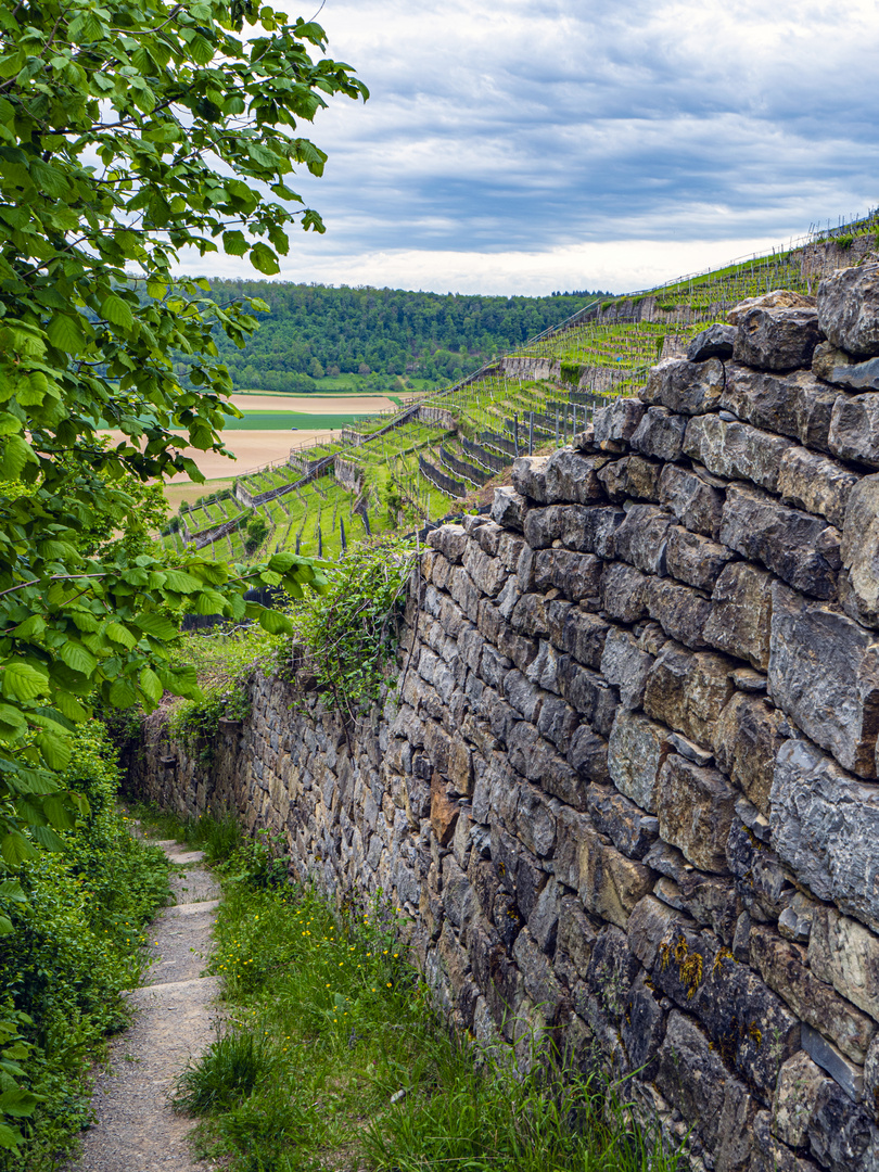 Neckarsteig. In den Weinbergen.