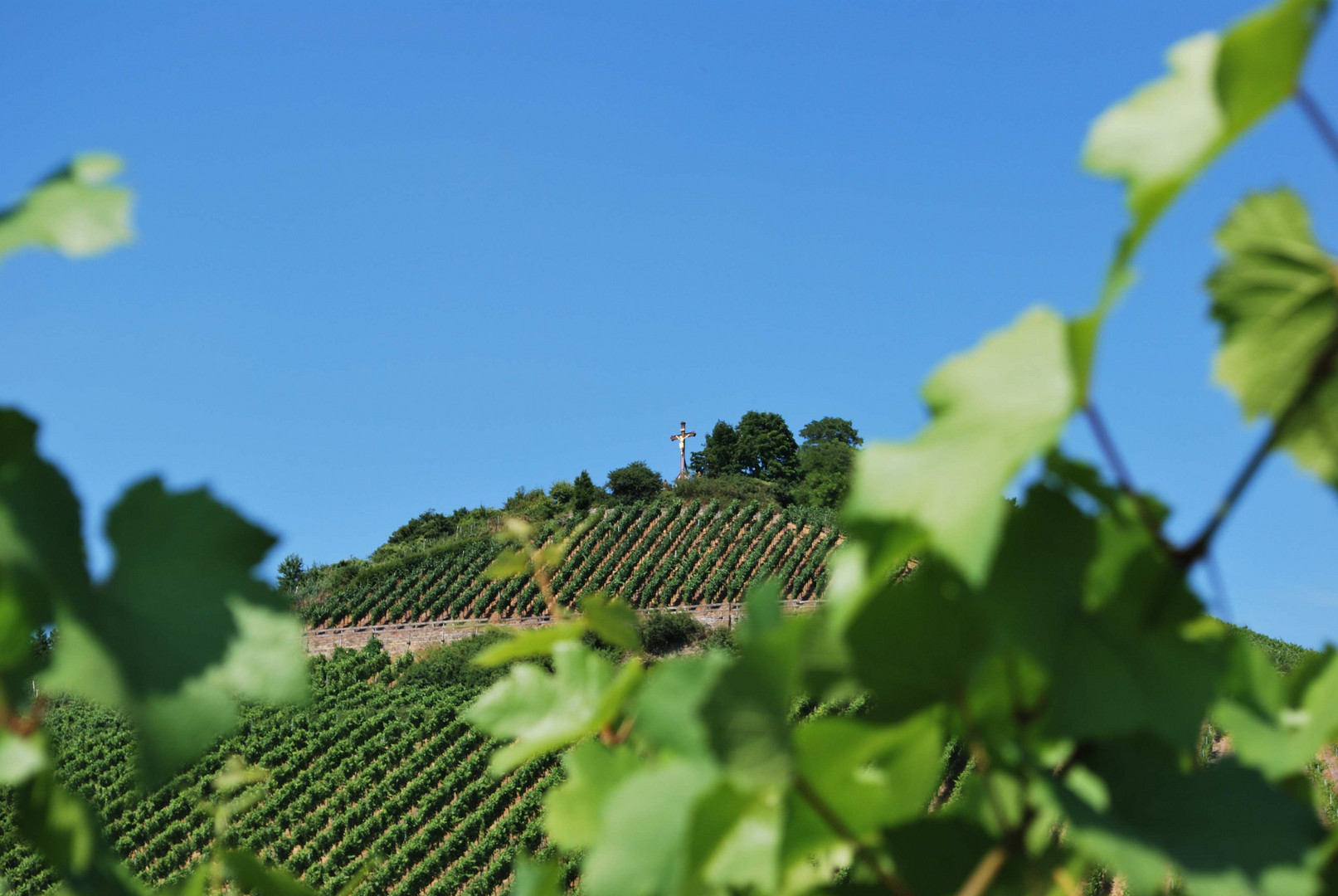 Neckarsulmer Weinberge