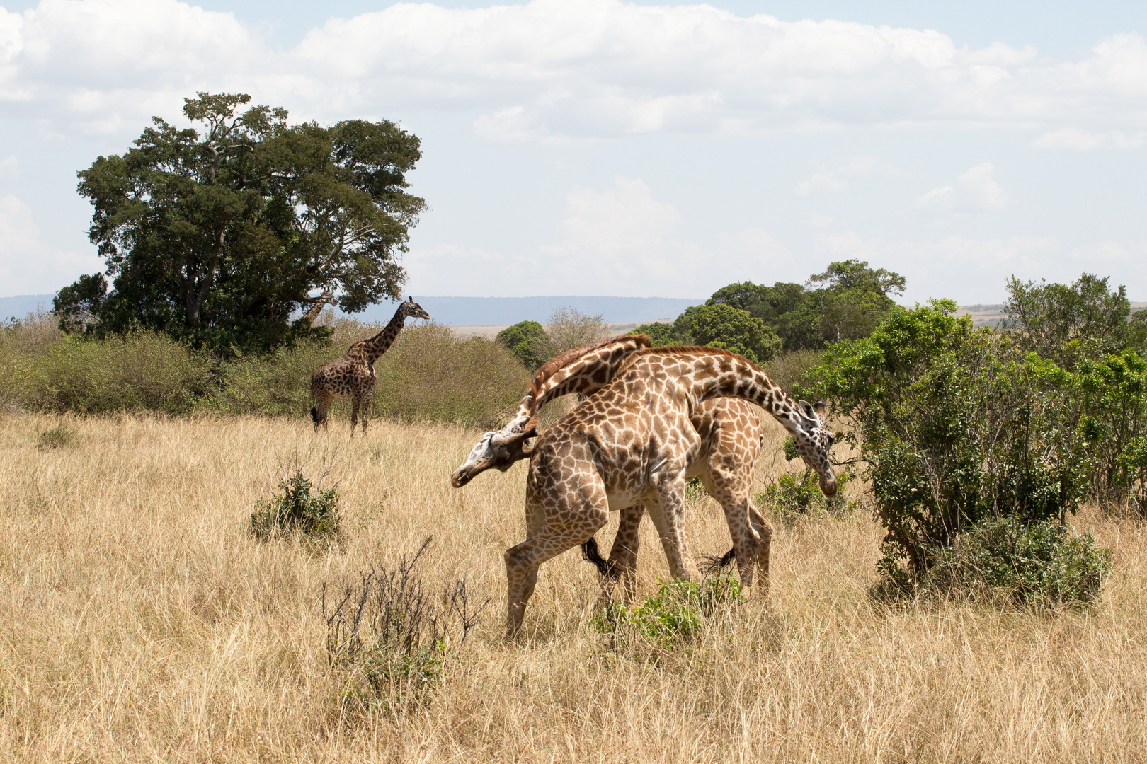 Necking