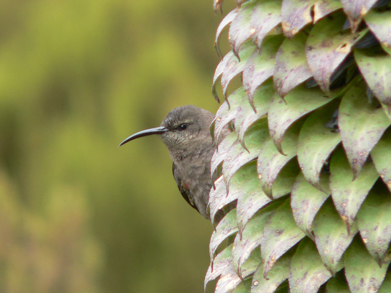 Neckischer Vogel