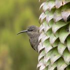 Neckischer Vogel