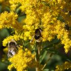 Necktarsammeln in der Herbstsonne