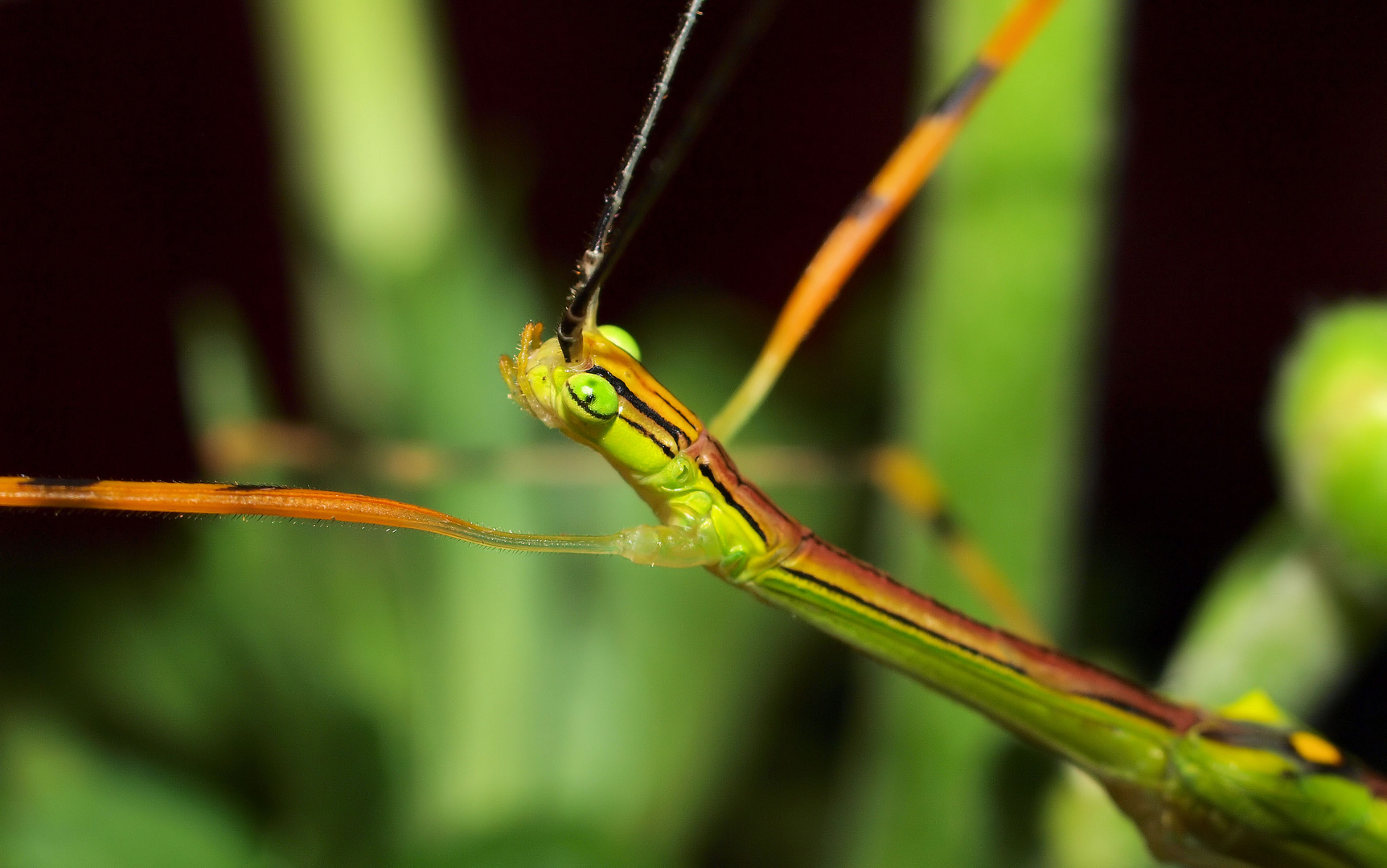 Necroscia annulipes