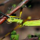 Necroscia Annulipes Dame