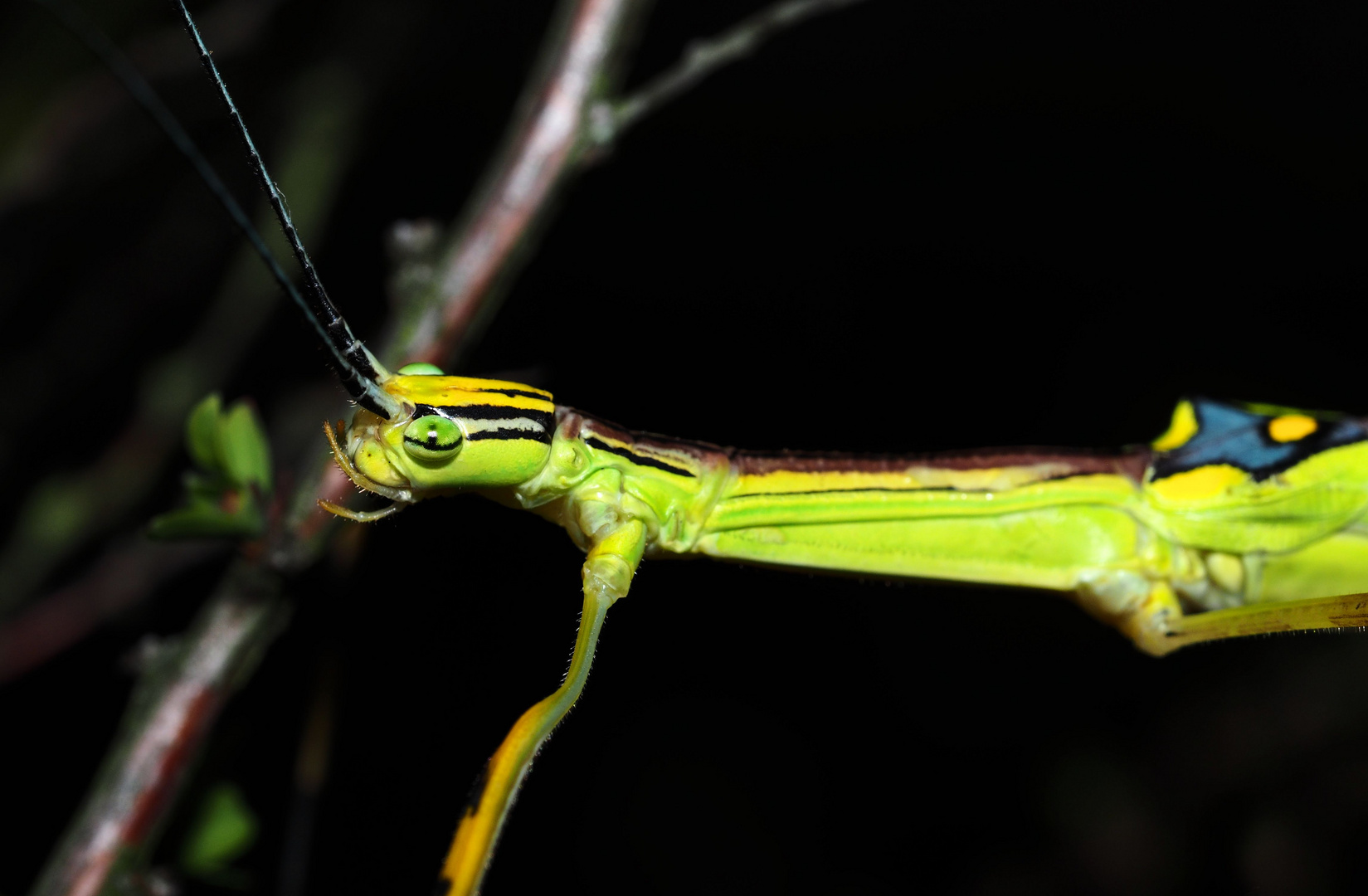 Necroscia Annulipes