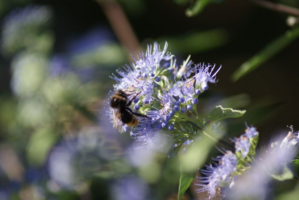 nectar von helene a 