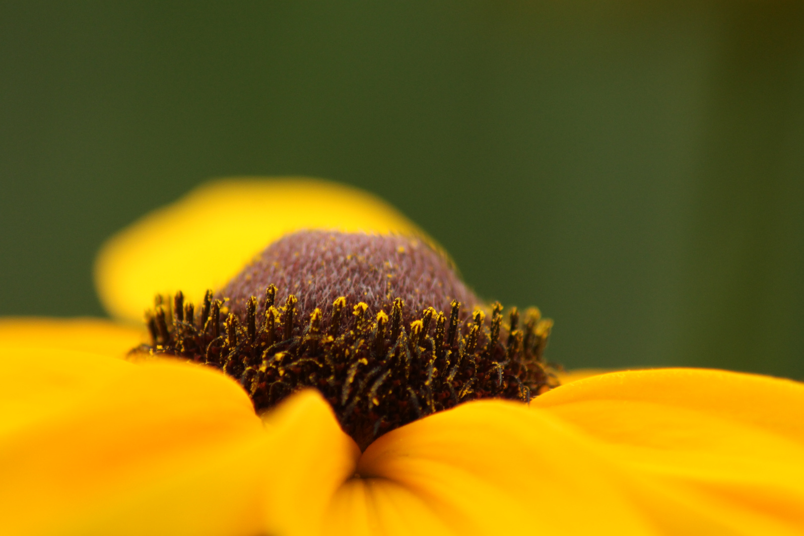 nectar d'insectes.