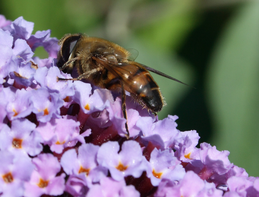 NECTAR D'UNE ABEILLE de Gérald TANNEUR 