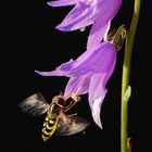 Nectar d'une campanule sauvage convoité par un syrphe.