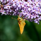 nectar lunch