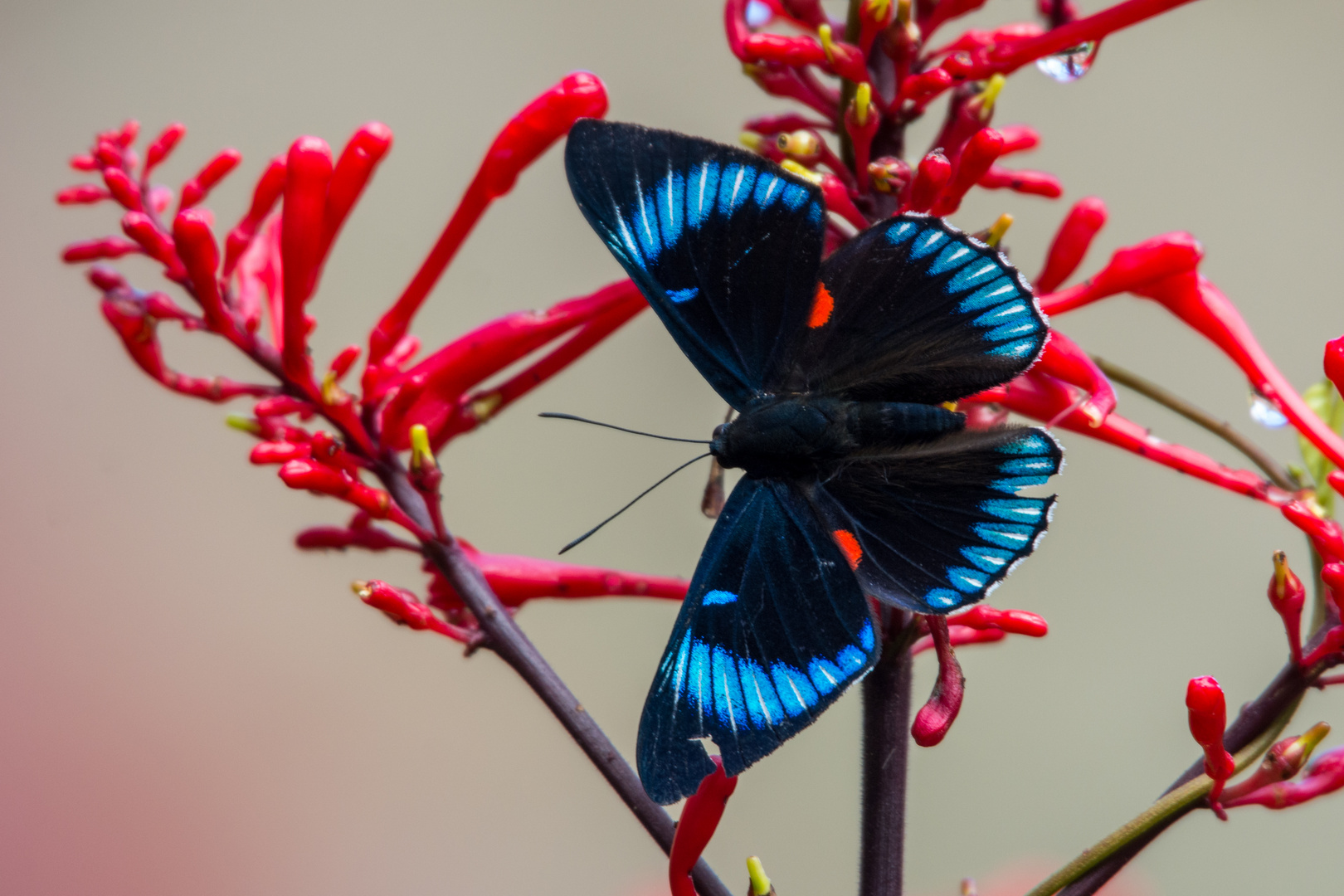 "Necyria duellona beltiana", Aufnahme aus Costa Rica