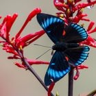 "Necyria duellona beltiana", Aufnahme aus Costa Rica