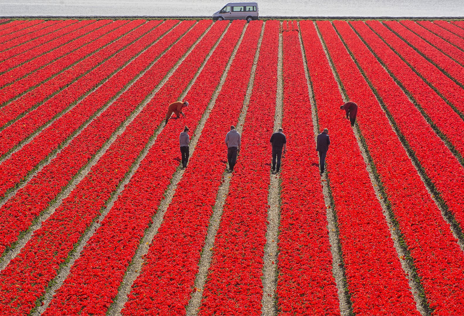 nederland-cor-boers 