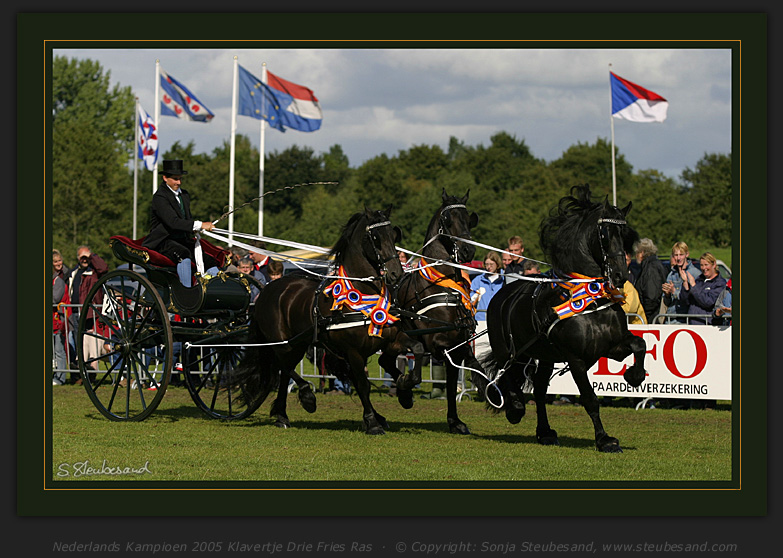 Nederlands Kampioen 2005 Klavertje Drie Fries Ras