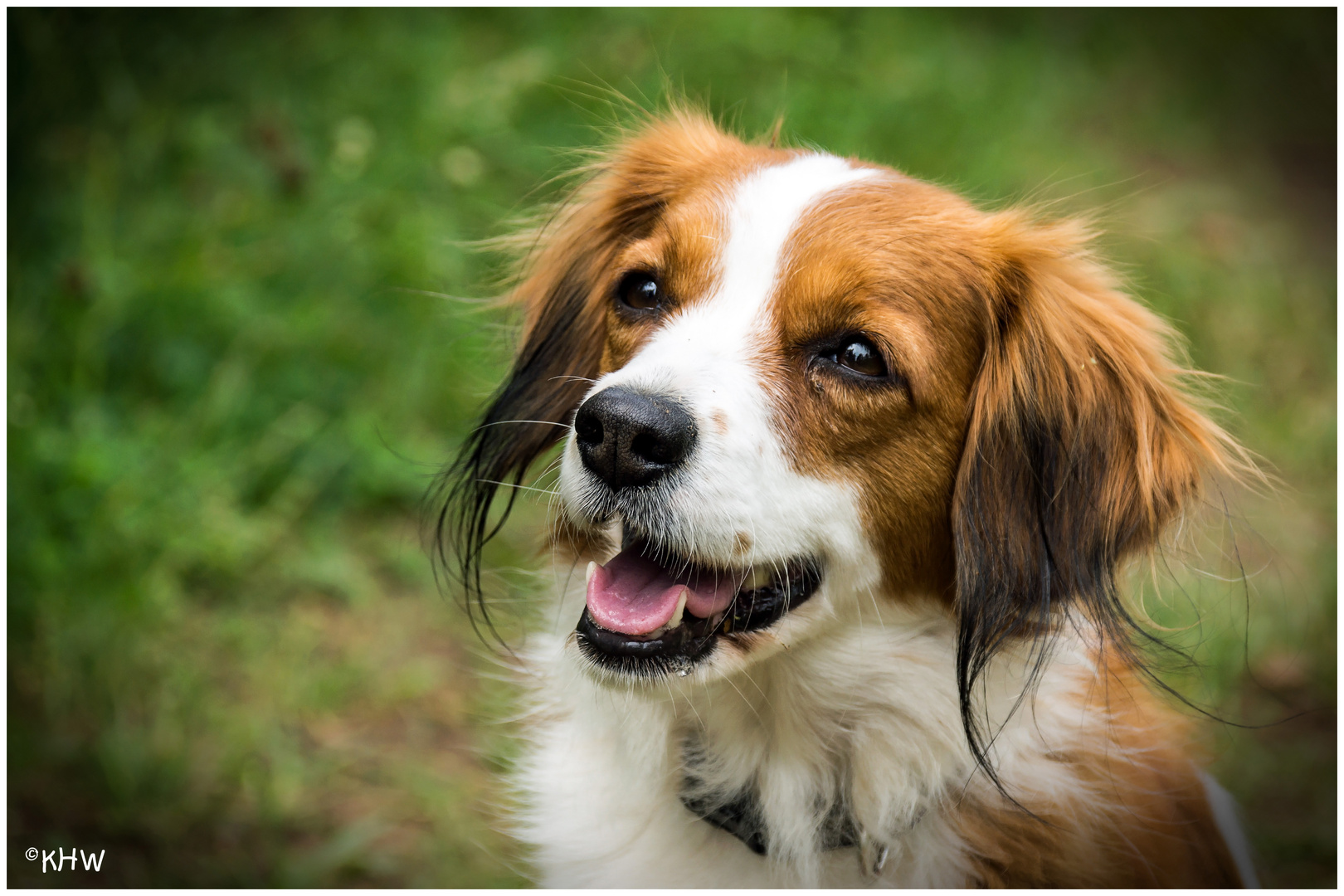 Nederlandse Kooikerhondje