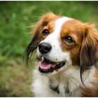 Nederlandse Kooikerhondje