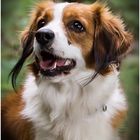 Nederlandse Kooikerhondje