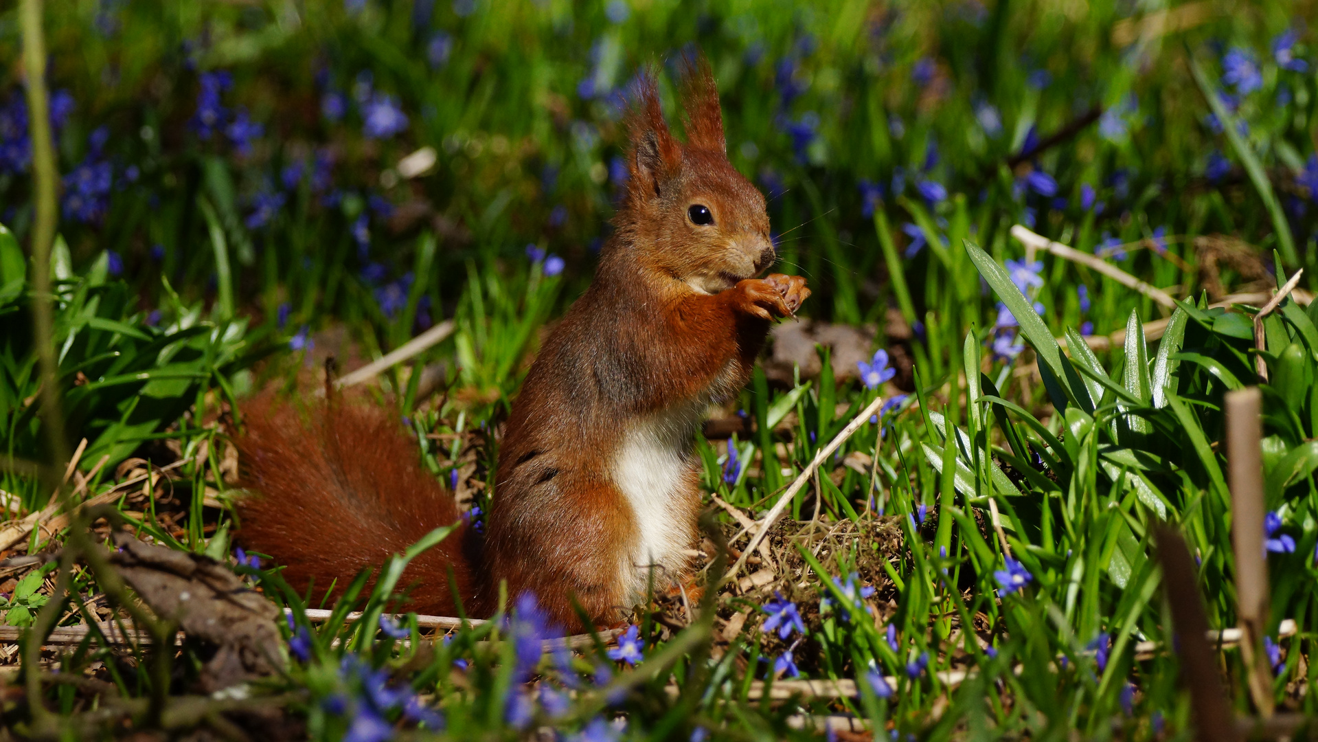 Nee, bin nicht der Osterhase!