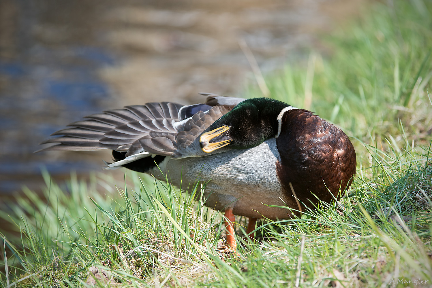 Nee - Ich guck nich