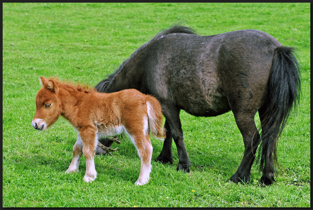 "Nee, mag kein Gras."