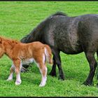 "Nee, mag kein Gras."