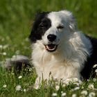 Nee nee nee ... Border Collies ...