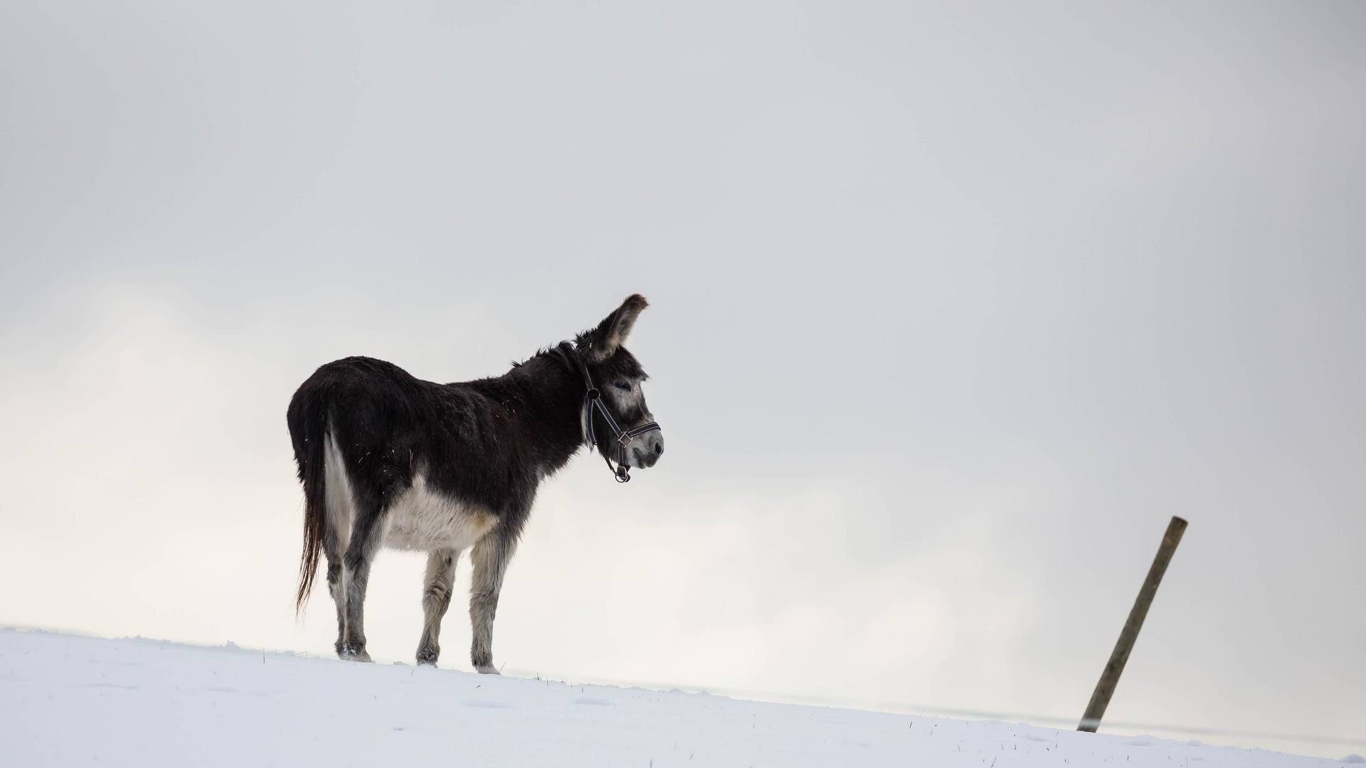 "Nee, nee, nee , wat is dat fad im Schnee..."