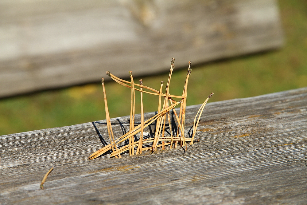 Needle Art, unbekannter Künstler. (ich wars nicht!)