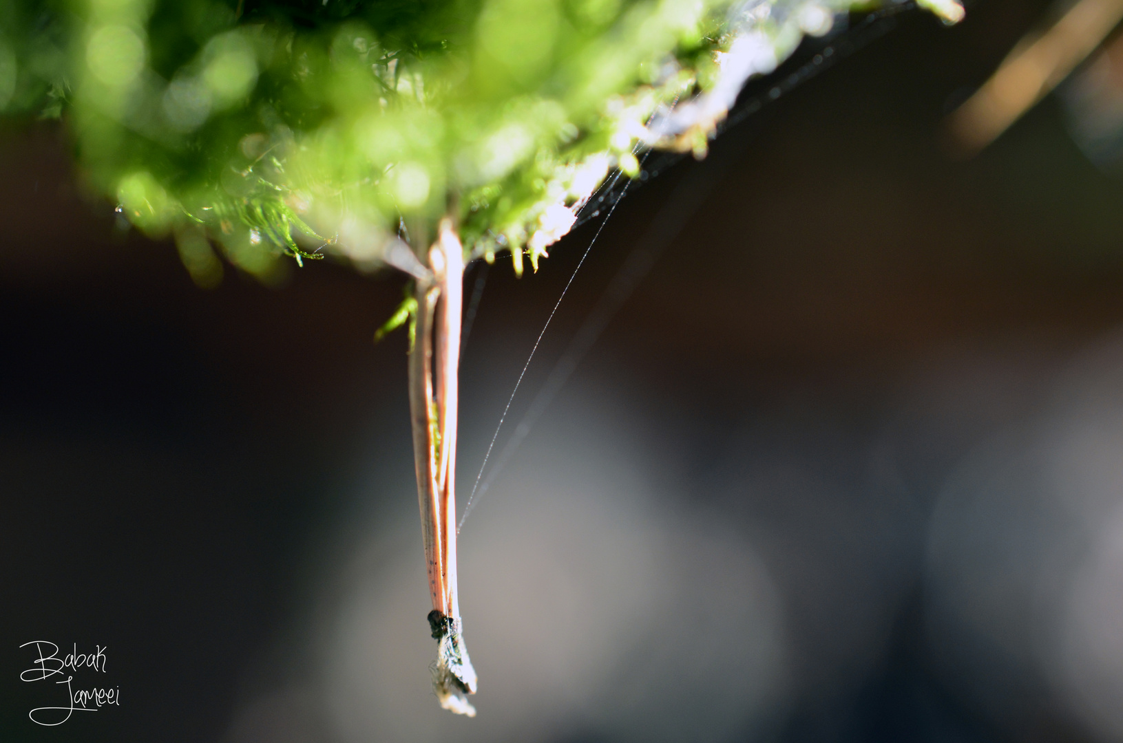 Needle in the sky