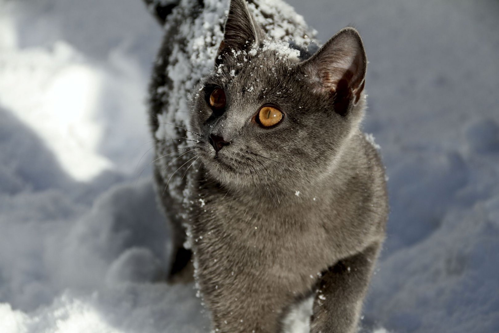 Neelix - Schneekatze