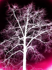 negativer Baum