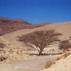 Negev-Impressionen: Baum