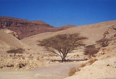 Negev-Impressionen: Baum