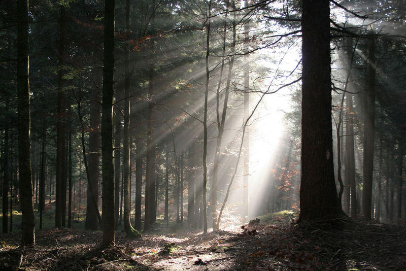 Negli Abissi della Foresta