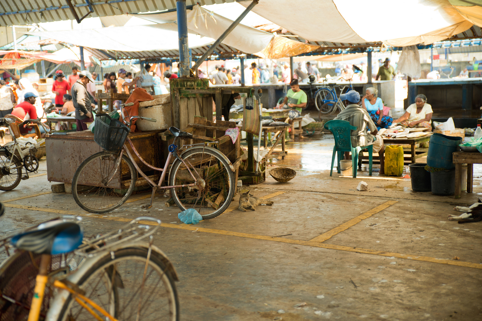 Negombo Fischmarkt