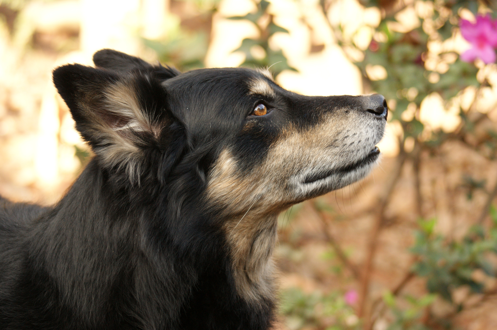 Negrito