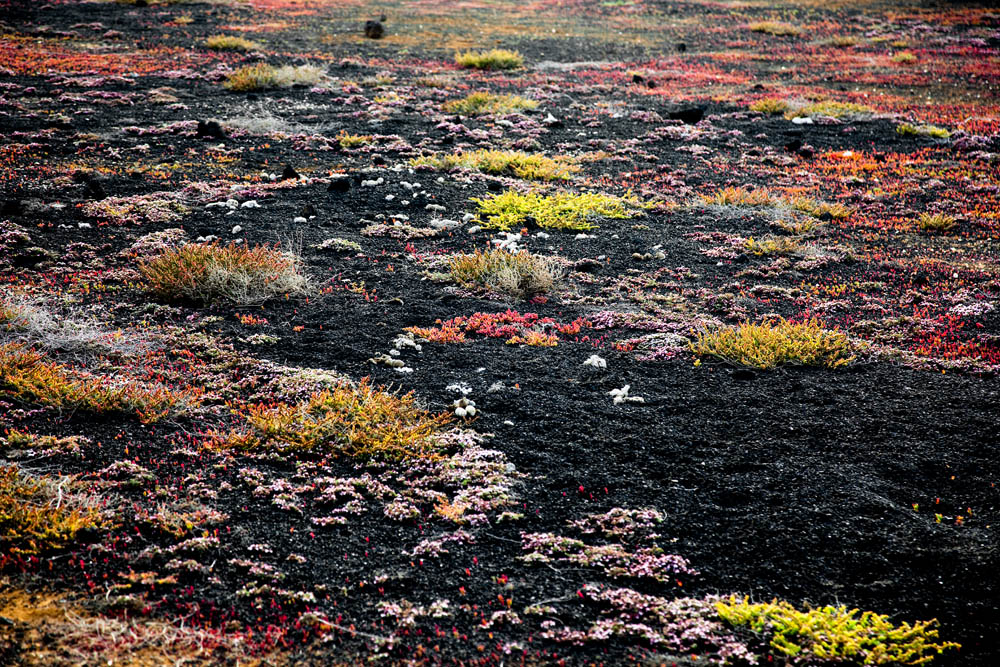 Negro amarillo y rojo